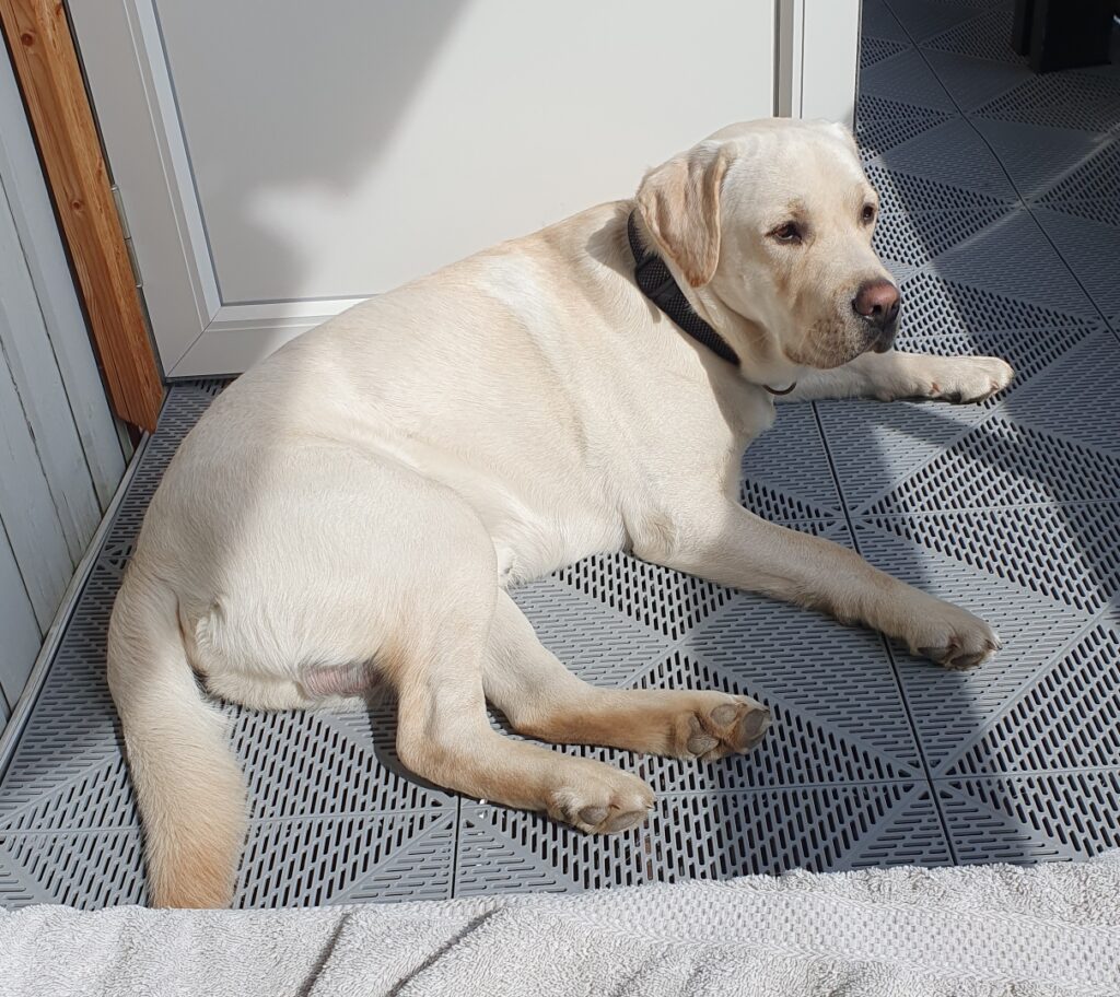Nöjd kille hemma igen