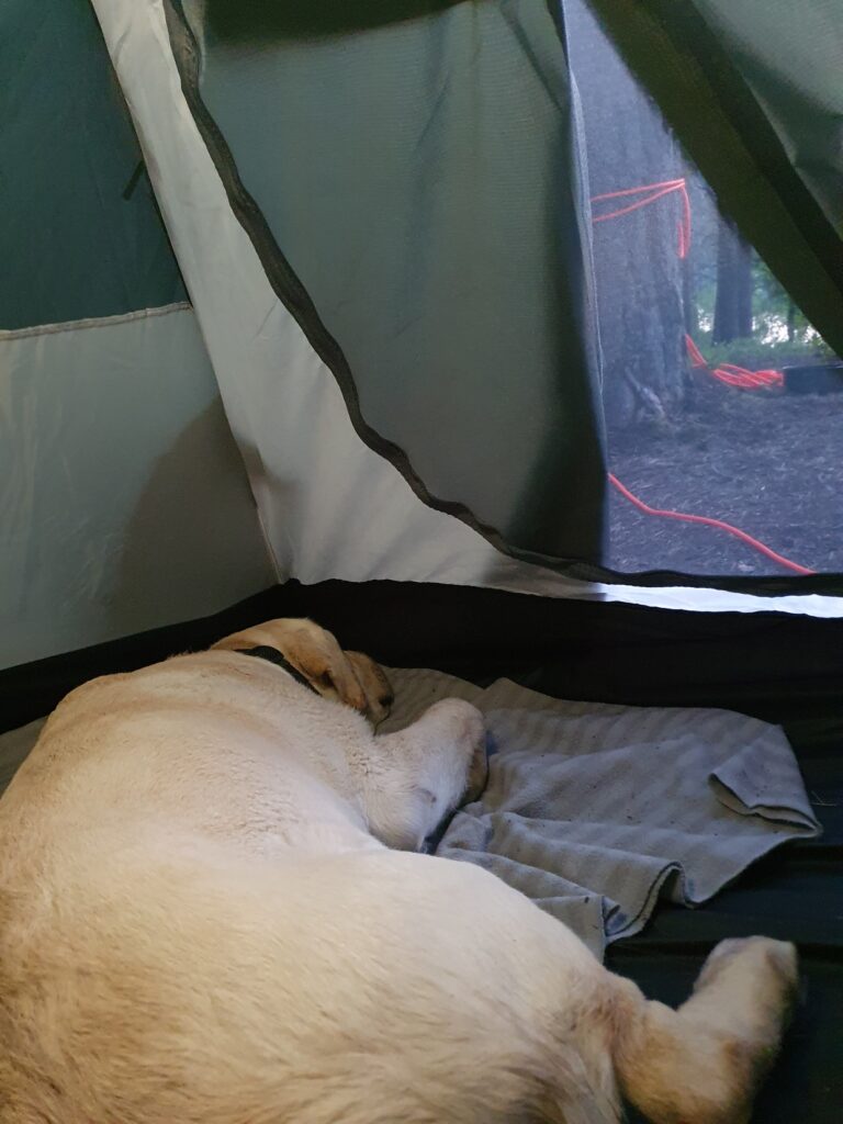 Sovande hund