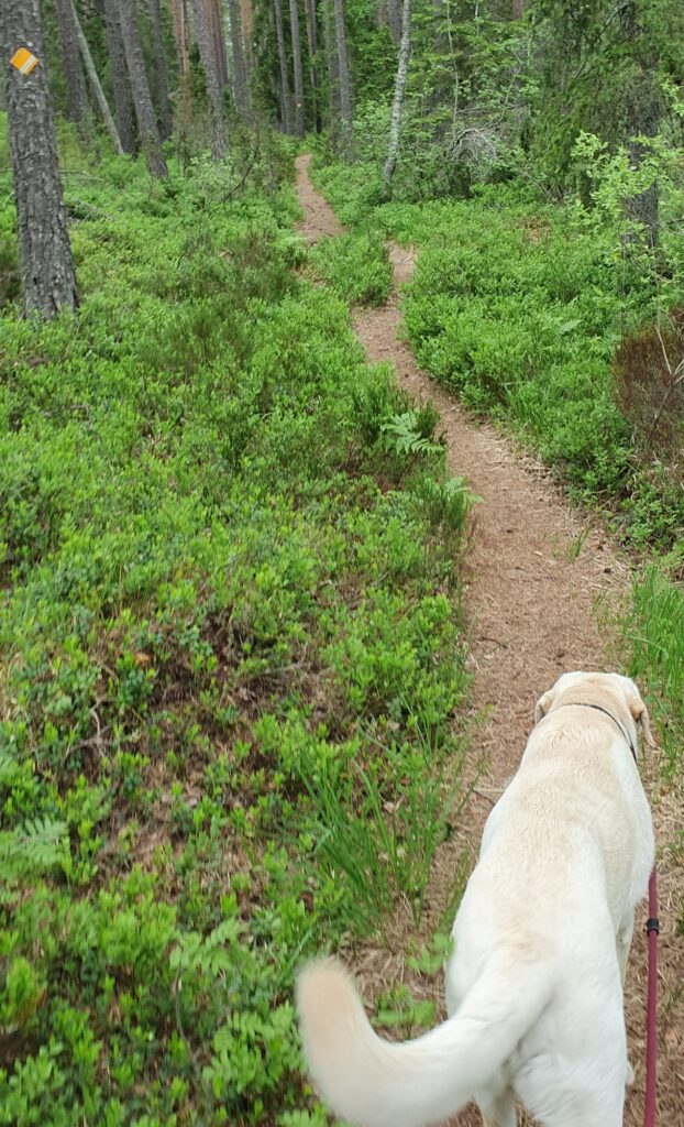 Hund påväg på stig