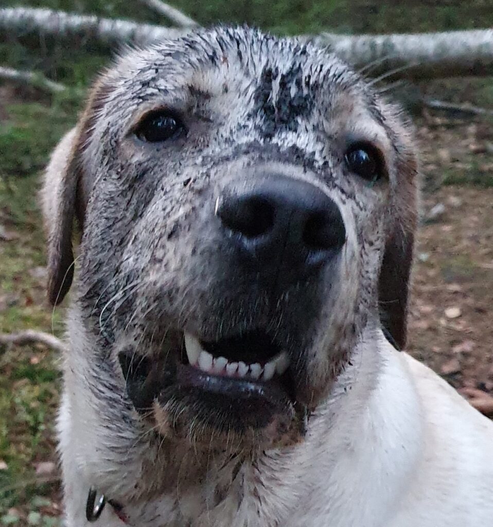 Nöjd men smutsig hund