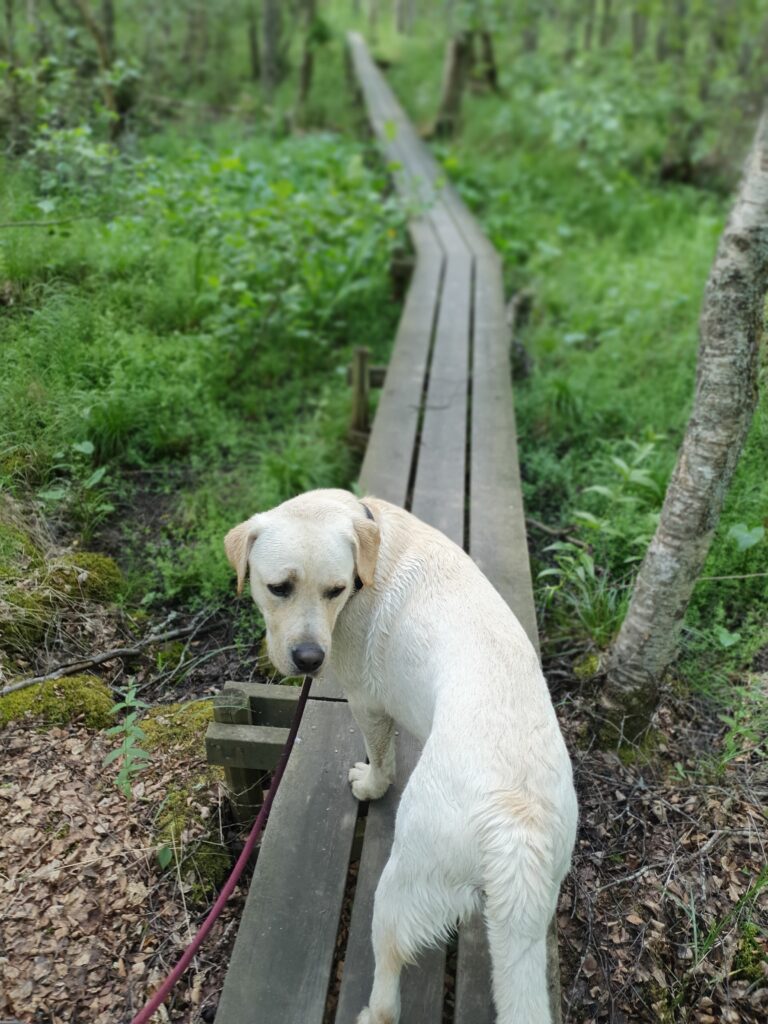 Uno på spången igen