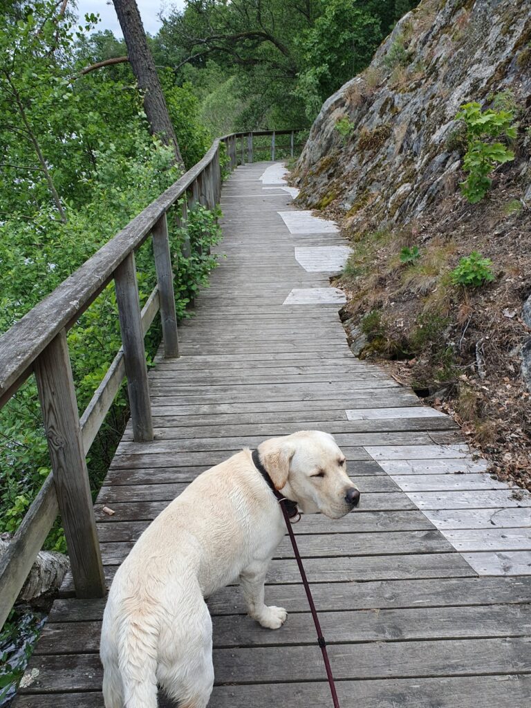 hund på brygga