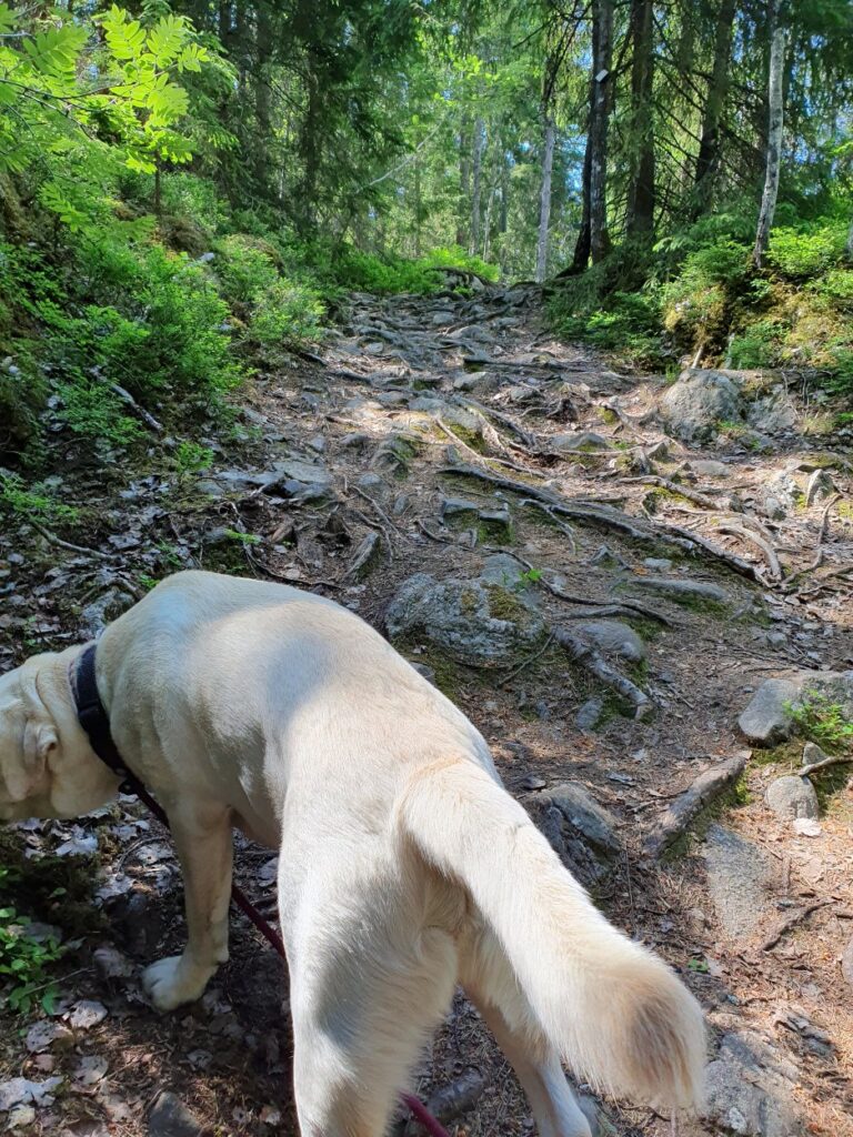 Skogen öppnar sig mot en vältrampad stig