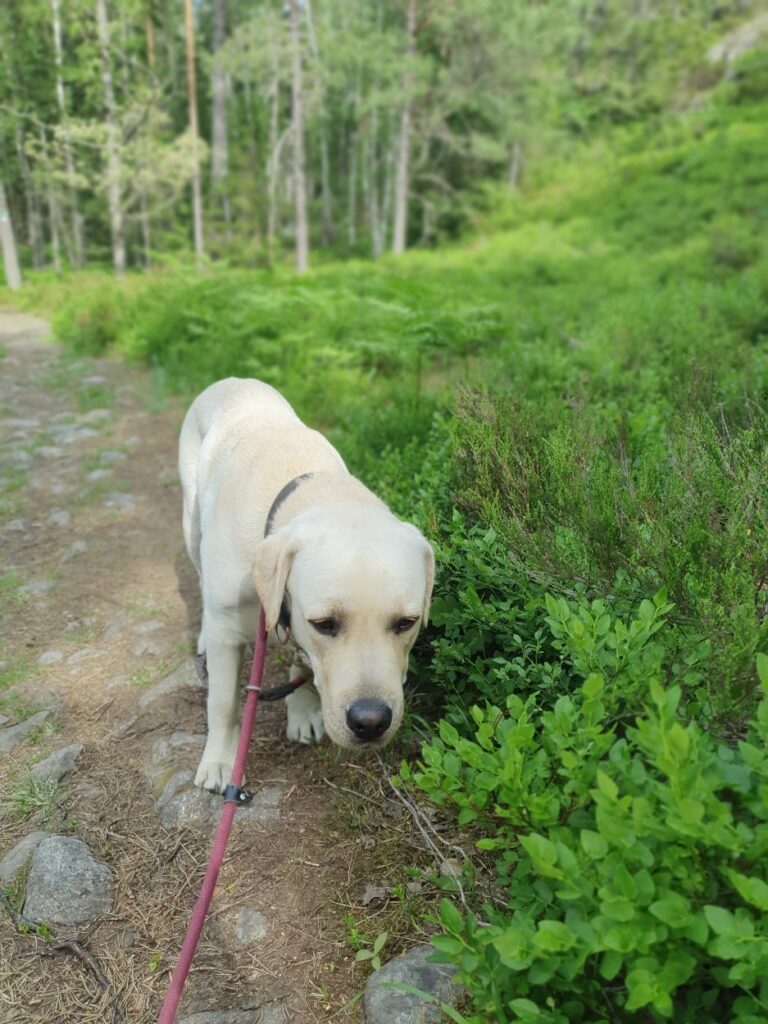 Trött och varm hund