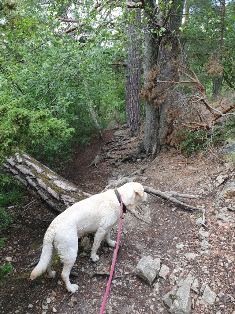 Utgång från hundbadet