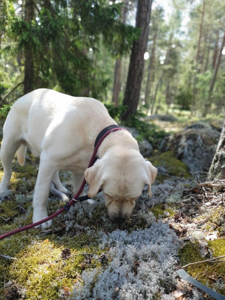 Lunch i det gröna