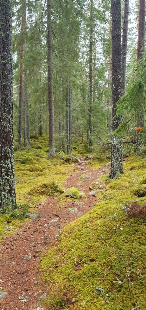 Lite vildare mer kuperad skog