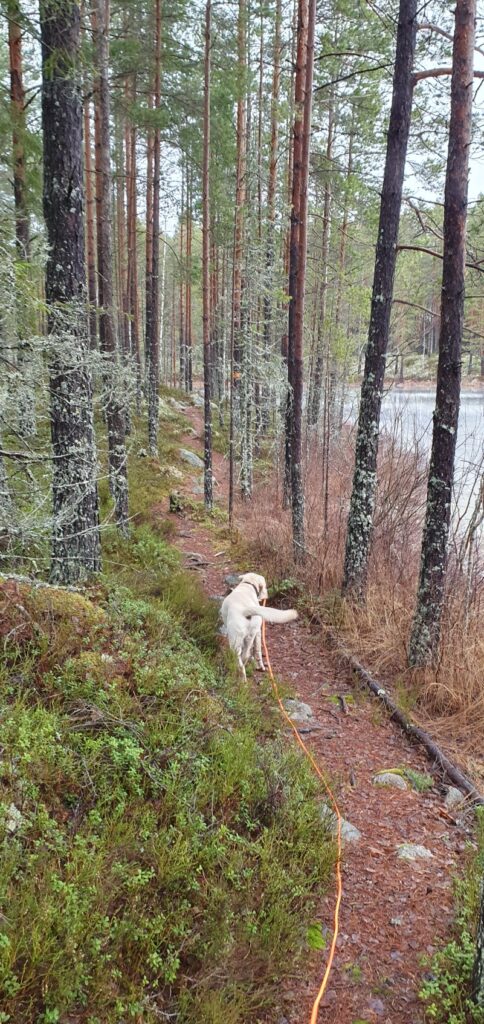 Fortsätter längs sjön