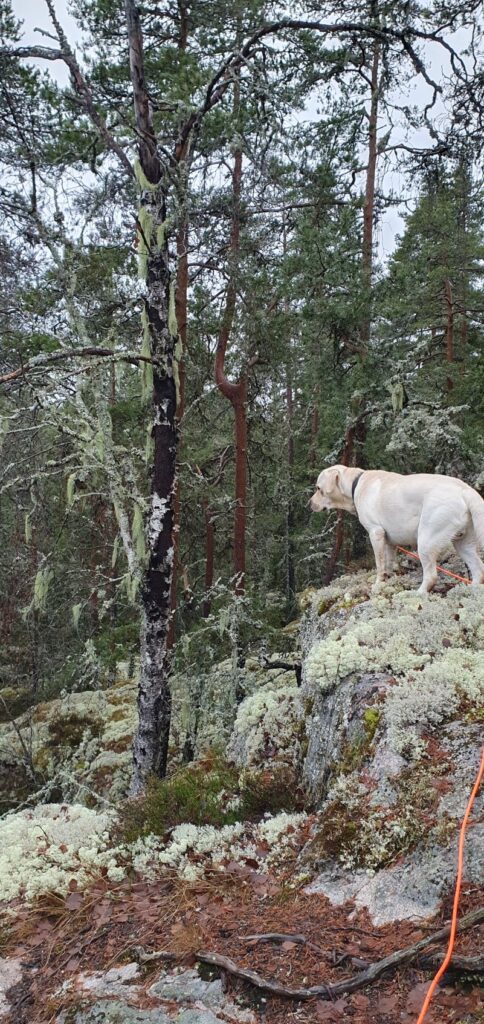 Uno på toppen
