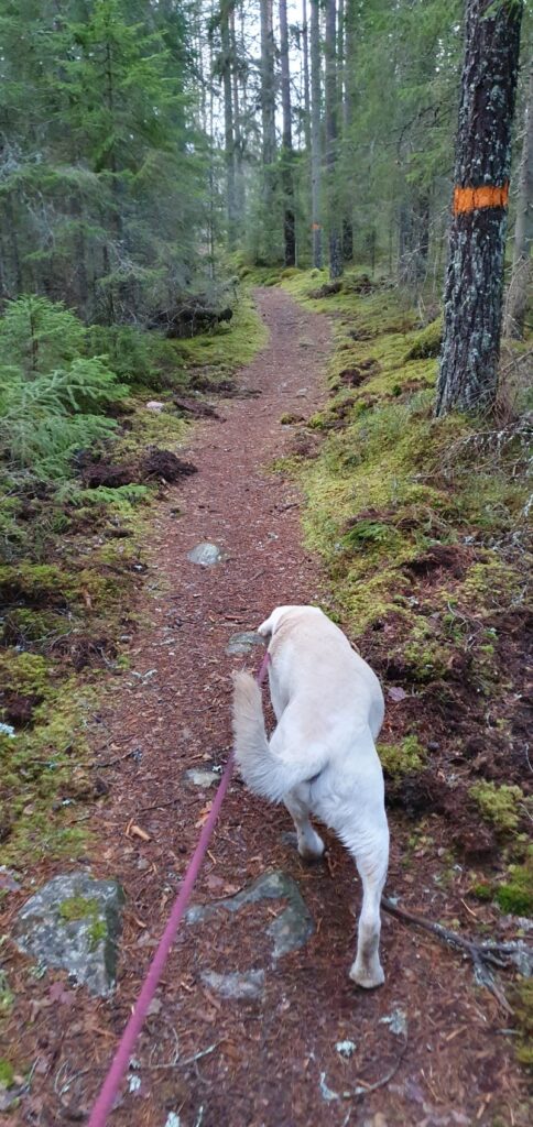 spår av vildsvin?